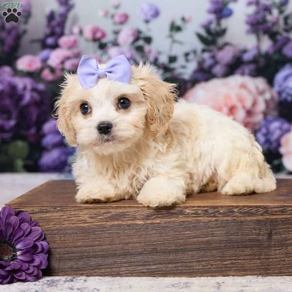 Ava, Cavachon Puppy